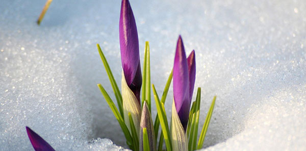 Riddles sobre a primavera com respostas