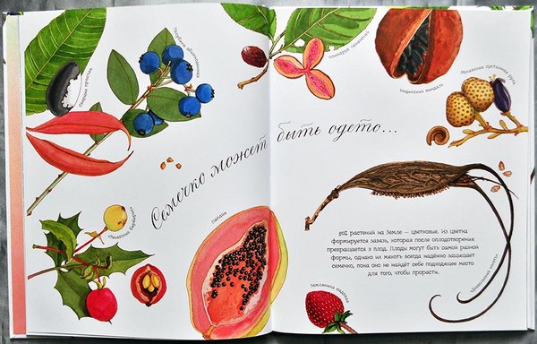 Besouros, pintos, borboletas. Estudamos a natureza junto com crianças