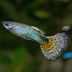 Guppies de peixe de aquário