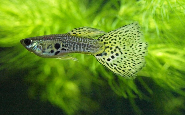 Guppies de peixe de aquário