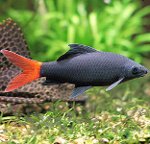 Peixes de aquário: Labeo