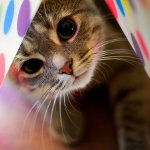 Alergias em gatos