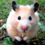 Doenças de hamsters