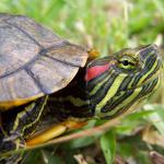 Doenças das tartarugas vermelhas: os principais sintomas