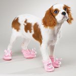 Botas para cães: um novo capricho dos proprietários? Botas para cães: um novo capricho dos proprietários?