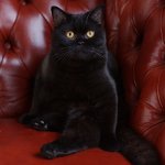 Preto britânico