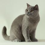 Azul britânico