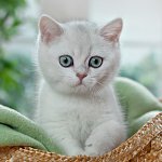 Chinchila britânica
