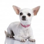 O que alimentar o Chihuahua? O que alimentar o Chihuahua?