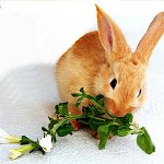 Como alimentar um coelho decorativo?