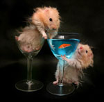 O que alimentar o hamster? O que alimentar o hamster?