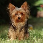 O que alimentar o Yorkshire terrier?