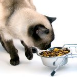 O que alimentar um gato castrado O que alimentar um gato castrado