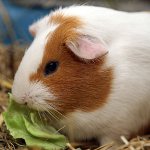 O que alimentar a cobaia