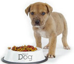 Do que alimentar um cachorro?