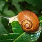 O que alimentar os caracóis