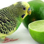 O que alimentar o papagaio ondulado