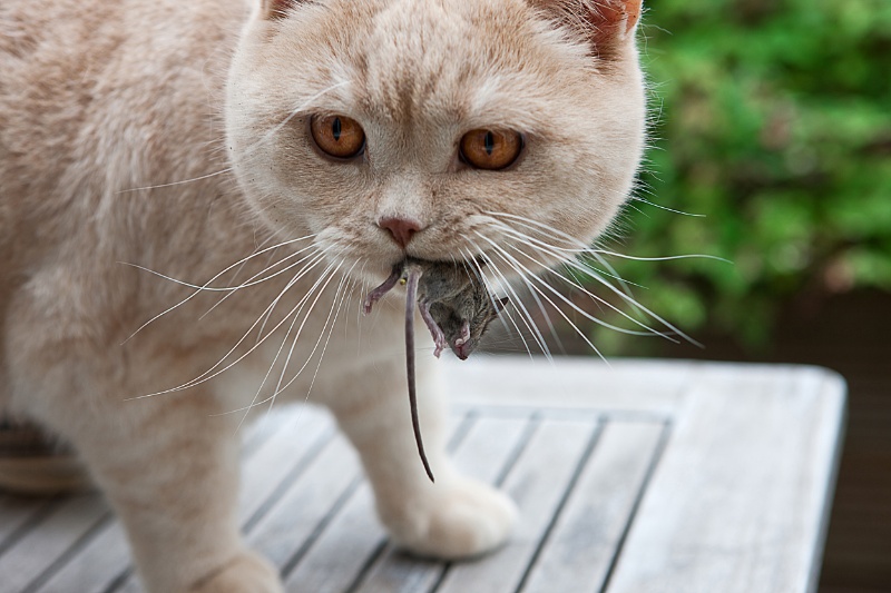 Gaiola de gato