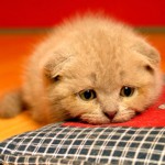 Cistite em gatos