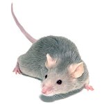 Mouse decorativo: manutenção e cuidados