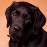 Demodecose em cães