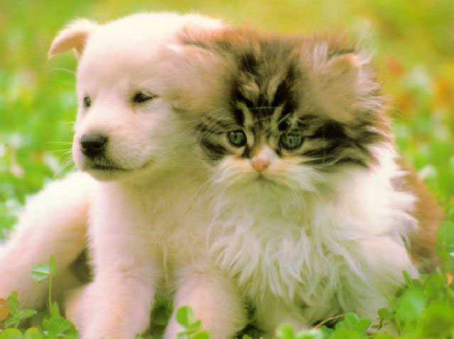 Animais de estimação! Em boas mãos! Caro!