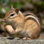 Chipmunk Home