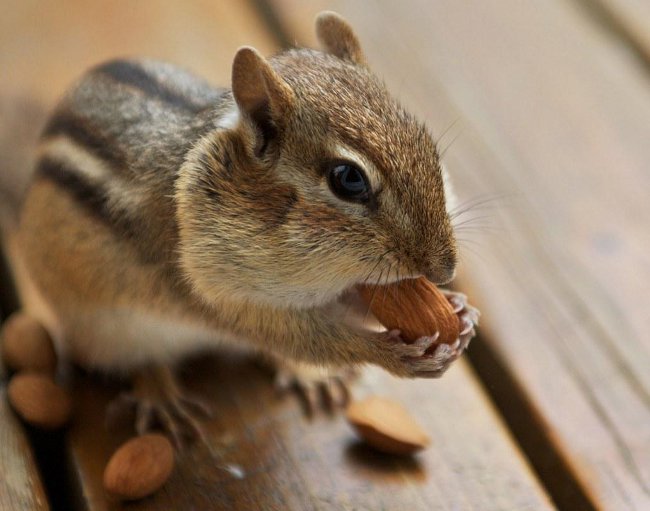 Chipmunk Home