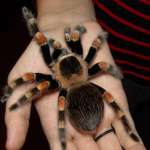 Aranha doméstica: cuide do animal de estimação
