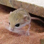 Home jerboa: manutenção e cuidados