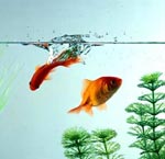 Inventário adicional para o aquário Inventário adicional para o aquário