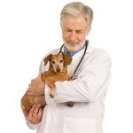 Epilepsia em cães Epilepsia em cães