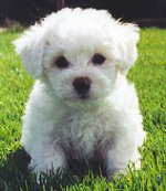 Bolonhesa Francesa (Bichon Frise)