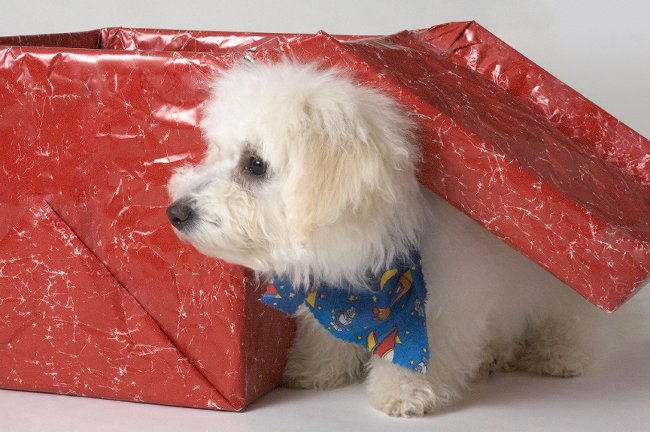 Bolonhesa Francesa (Bichon Frise)