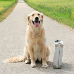 Onde deixar o cachorro nas férias?