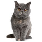 A natureza dos gatos britânicos