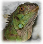 Iguana em casa