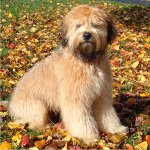 Terrier de trigo revestido macio irlandês