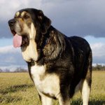 Mastiff espanhol