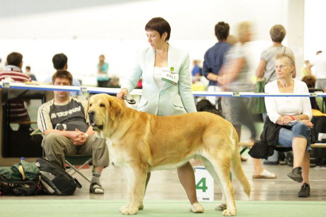 Mastiff espanhol
