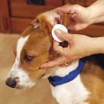 Como limpar as orelhas de cães e gatos?