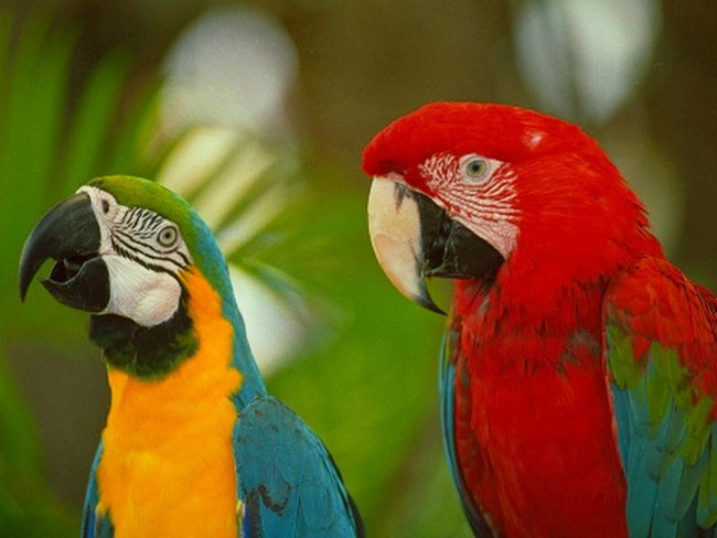 Como dar o remédio às aves?