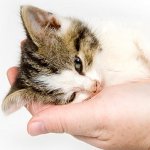 Como posso saber se o seu gato está doente?