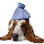 Como posso saber se seu cachorro está doente?