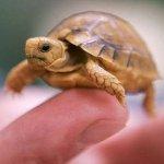 Como determinar o sexo de uma tartaruga?