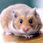 Como determinar o gênero de um hamster
