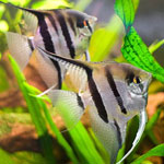 Como escolher uma dieta para peixes de aquário