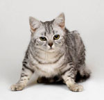 Como entender um gato?