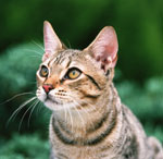 Como banhar os gatos adequadamente?