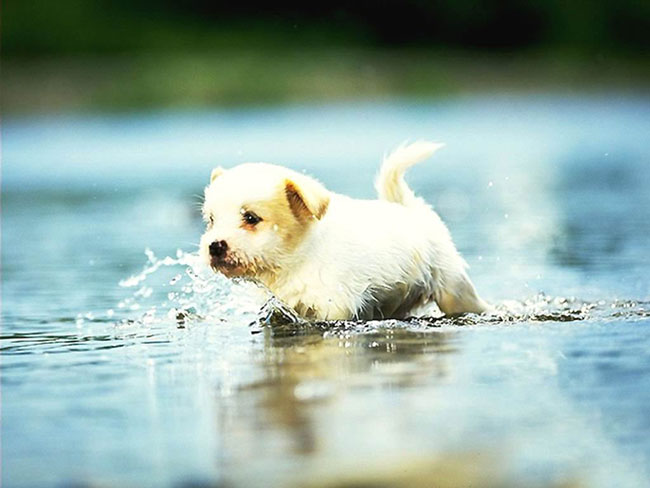 Quão correto para banhar cães?